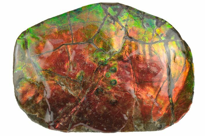 Rainbow Colored Ammolite (Fossil Ammonite Shell) - Alberta #236404